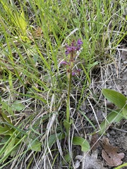 Orchis mascula