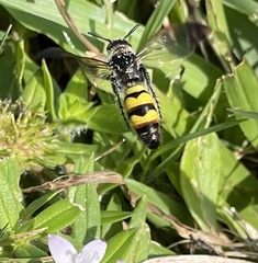 Dielis trifasciata