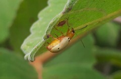 Metaxyonycha guttifera