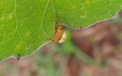 Metaxyonycha guttifera