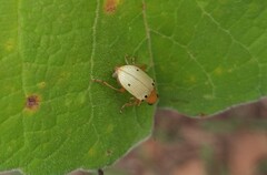 Metaxyonycha guttifera