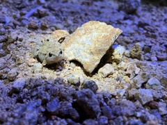 Microhyla mukhlesuri