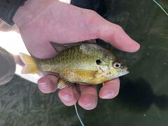 Lepomis gibbosus × macrochirus
