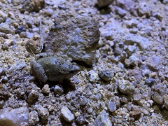 Microhyla mukhlesuri