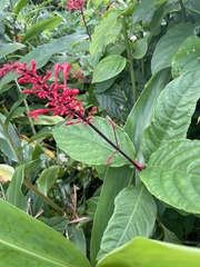 Odontonema cuspidatum