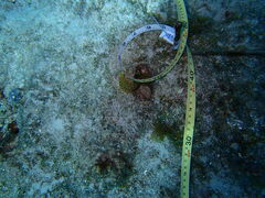 Gymnothorax miliaris