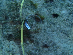 Gymnothorax miliaris