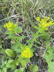 Euphorbia tauricola