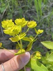 Euphorbia tauricola