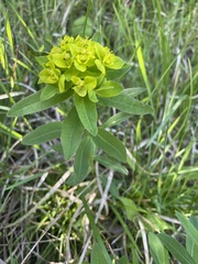 Euphorbia tauricola