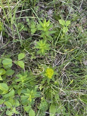 Euphorbia tauricola