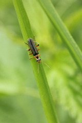 Cantharis nigricans
