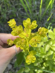 Euphorbia tauricola