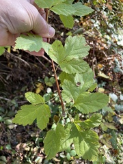 Physocarpus capitatus