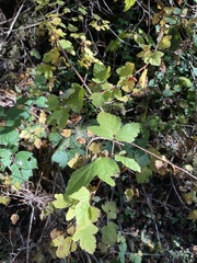 Physocarpus capitatus