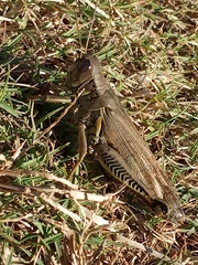 Melanoplus differentialis