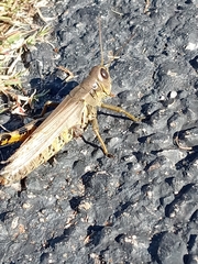 Melanoplus differentialis