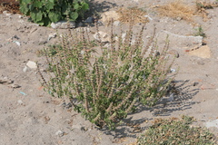 Ocimum americanum