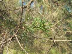 Cupressus lusitanica