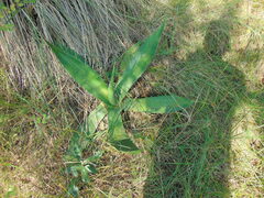 Agave salmiana