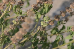 Ocimum americanum