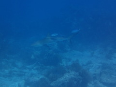 Carcharhinus