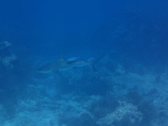 Carcharhinus