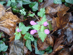 Lamium maculatum