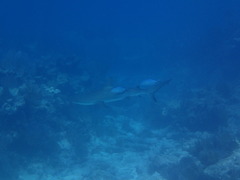 Carcharhinus