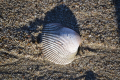 Dallocardia quadragenaria