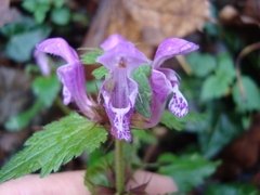 Lamium maculatum