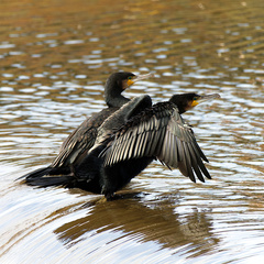 Phalacrocorax carbo