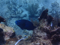 Scarus coelestinus