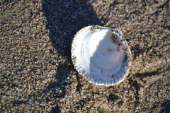 Dallocardia quadragenaria