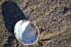 Dallocardia quadragenaria