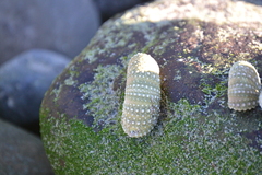 Strongylocentrotus purpuratus