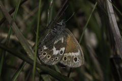 Coenonympha tullia