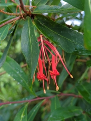 Embothrium coccineum
