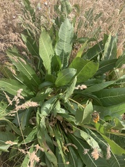 Wyethia amplexicaulis