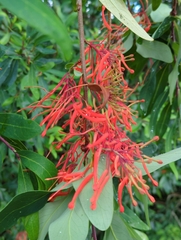 Embothrium coccineum