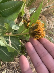 Wyethia amplexicaulis
