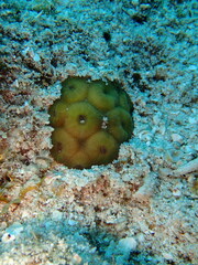 Montastraea cavernosa