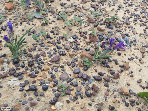 Babiana engysiphon