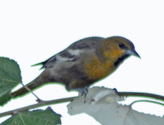 Icterus abeillei