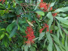 Embothrium coccineum