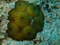 Montastraea cavernosa