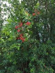 Embothrium coccineum