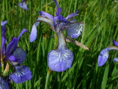 Iris sibirica