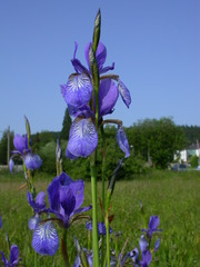 Iris sibirica