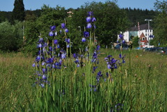 Iris sibirica